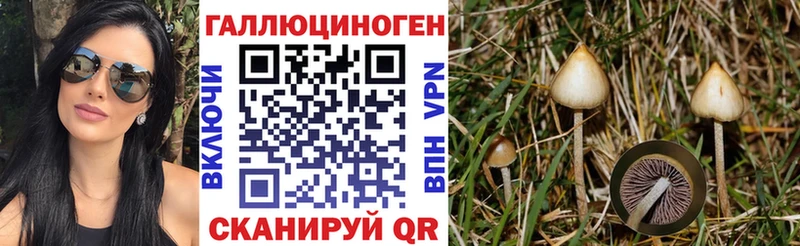 Галлюциногенные грибы Psilocybe  блэк спрут как зайти  Жиздра 